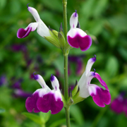 Salvia Amethyst Lips